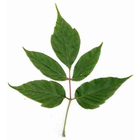 Acer negundo (Box elder) leaf