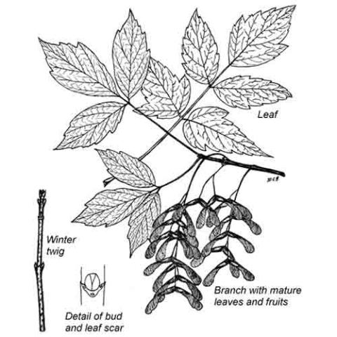 Acer negundo (Box elder) illustration