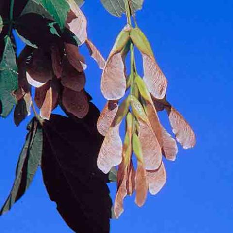 Acer negundo (Box elder) fruit/seeds