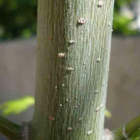 Acer negundo (Box elder) bark
