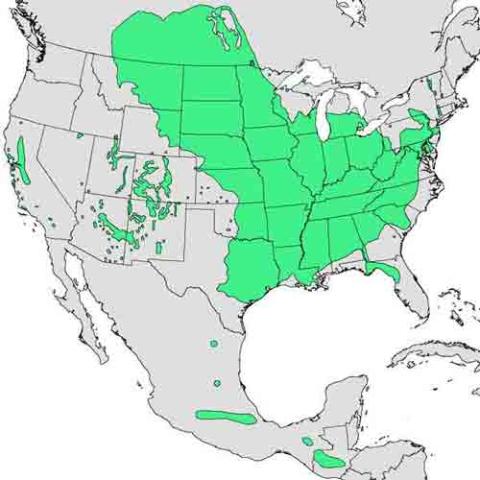 Acer negundo (Box elder) range map