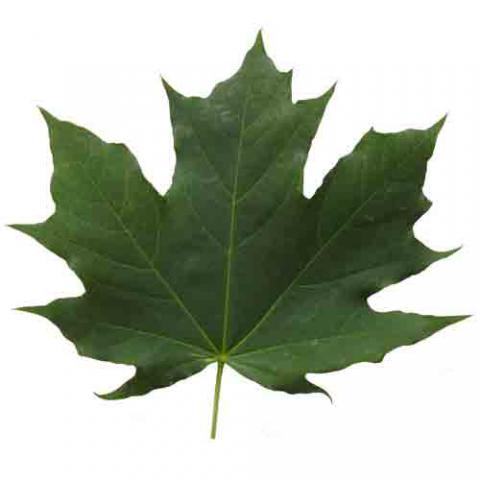 Acer platanoides (Norway maple) leaf