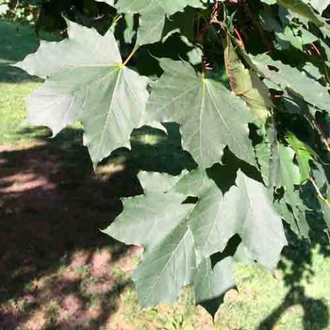 Acer platanoides (Norway maple) leaves