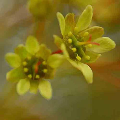 Acer platanoides (Norway maple) flowers