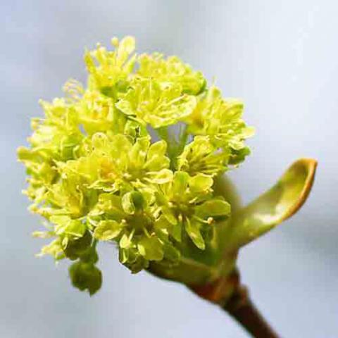 Acer platanoides (Norway maple) flower cluster