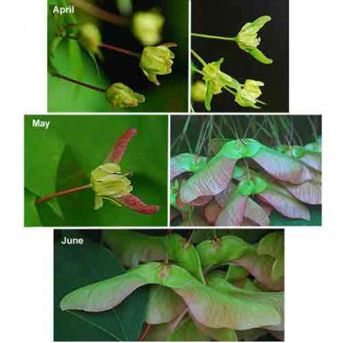 Acer platanoides (Norway maple) fruit