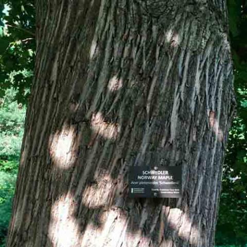 Acer platanoides (Norway maple) bark