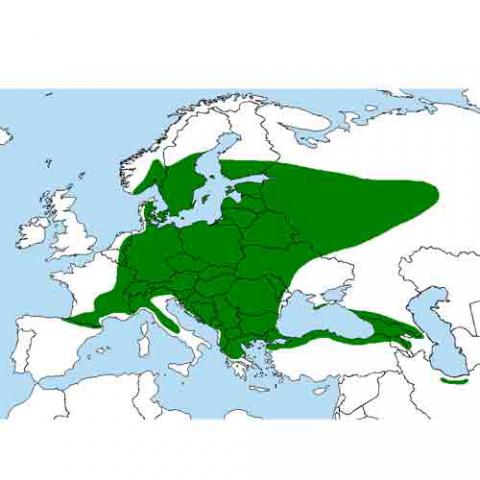 Acer platanoides (Norway maple) map
