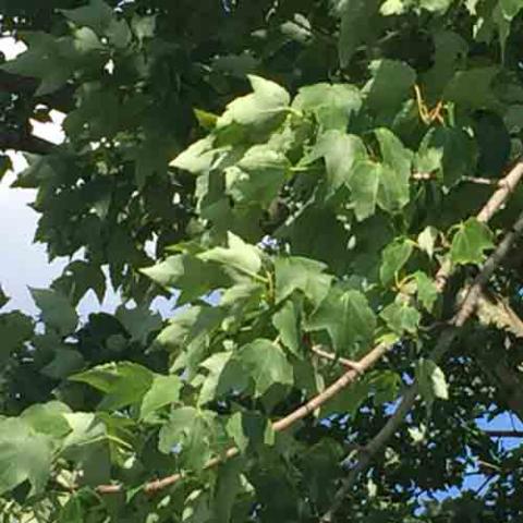 Acer rubrum (Red maple) leaves