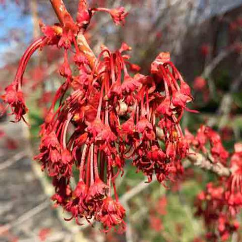 Acer rubrum (Red maple) flowers-female