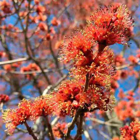 Acer rubrum (Red maple) flowers-male