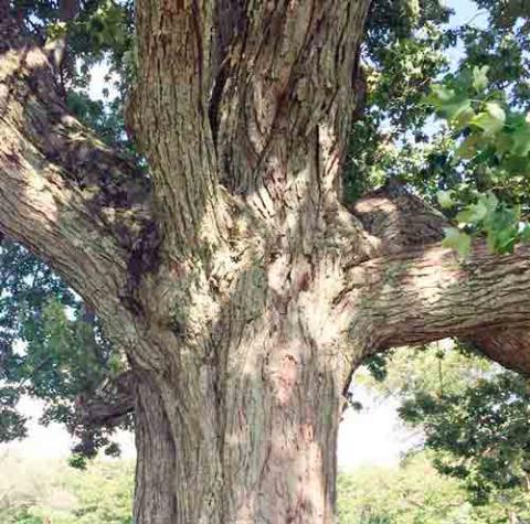 Acer rubrum (Red maple) bark