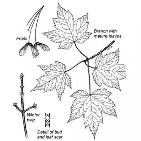 Acer rubrum (Red maple) illustration