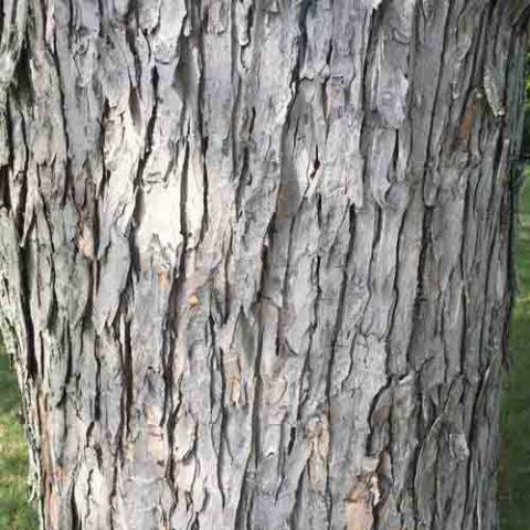 Acer saccharinum (Silver maple) bark