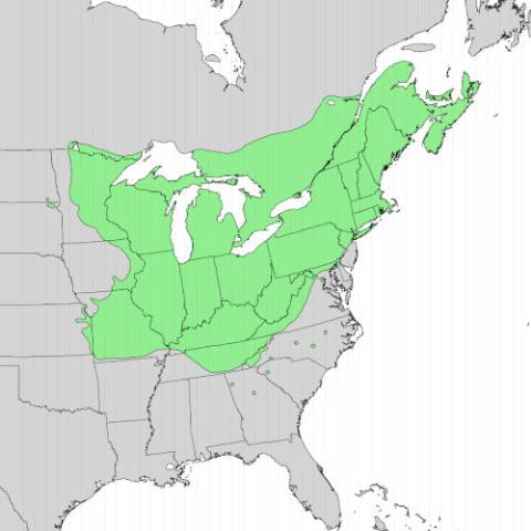 Acer saccharum (Sugar maple) range map