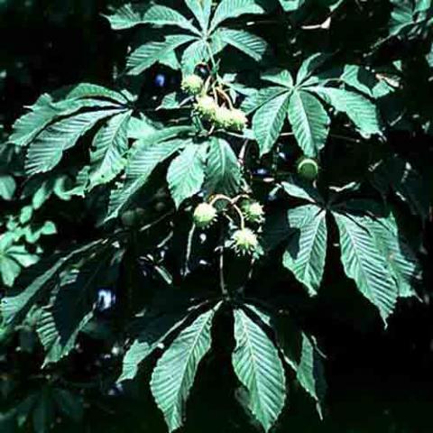 Aesculus hippocastanum (Horsechestnut) leaves