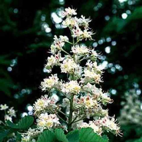 Aesculus hippocastanum (Horsechestnut) flowers