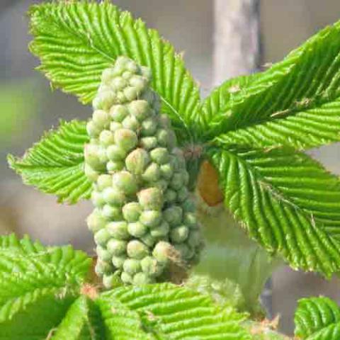 Aesculus hippocastanum (Horsechestnut) flower buds