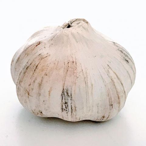Allium sativum (Garlic) bulb