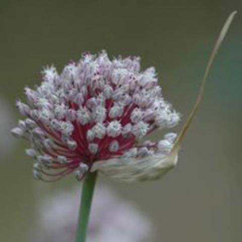 Allium sativum (Garlic) flower