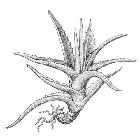 Aloe vera (Burn plant) illustration