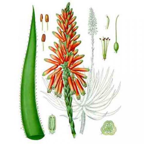 Aloe vera (Burn plant) illustration