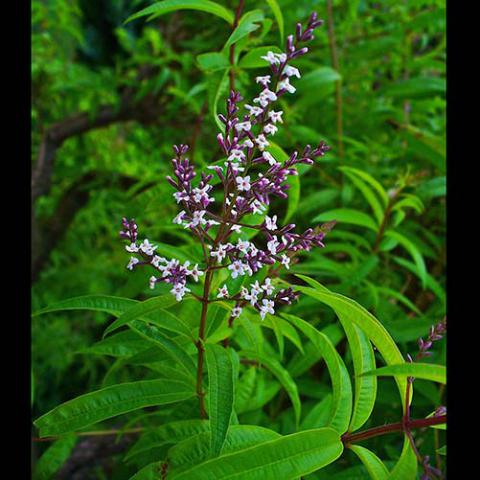 Aloysia citriodora (Lemon verbena) plant