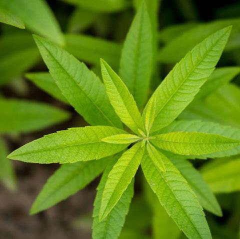 Aloysia citrodora (Lemon verbena) leaves