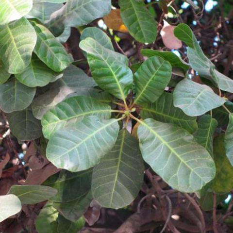 Anacardium occidentale (Cashew tree) leaves