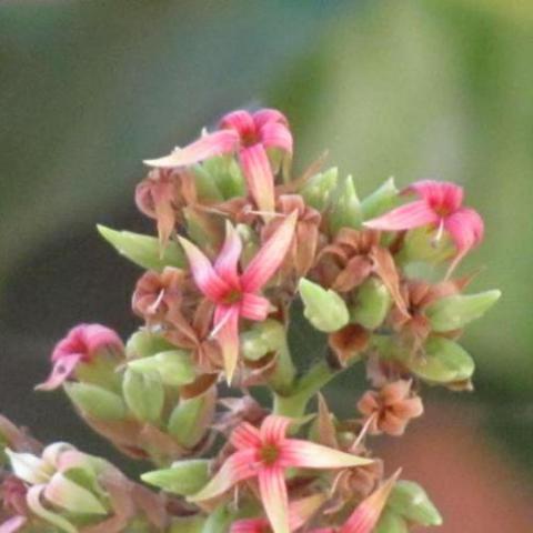 Anacardium occidentale (Cashew tree) flower