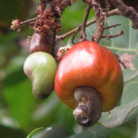 Anacardium occidentale (Cashew tree) fruit and nut