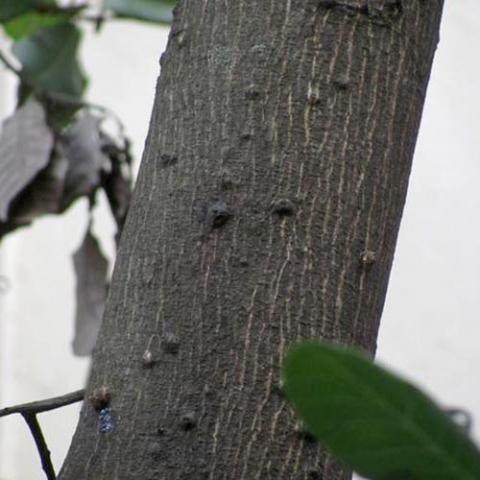 Anacardium occidentale (Cashew tree) bark