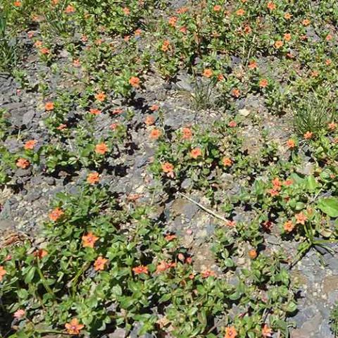 Anagallis arvensis (Scarlet pimpernel) plants