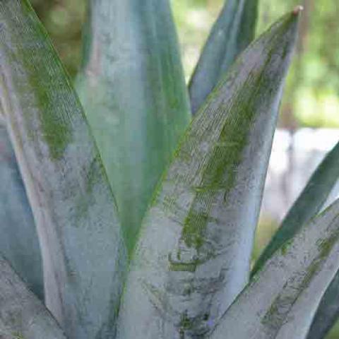 Ananas comosus (Pineapple) leaves