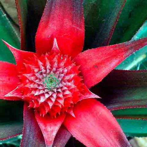 Ananas comosus (Pineapple) flower