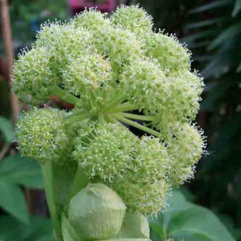 Angelica archangelica (Norwegian angelica) flower