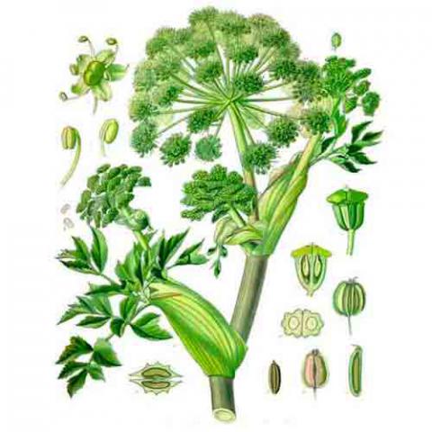 Angelica archangelica (Norwegian angelica) illustration