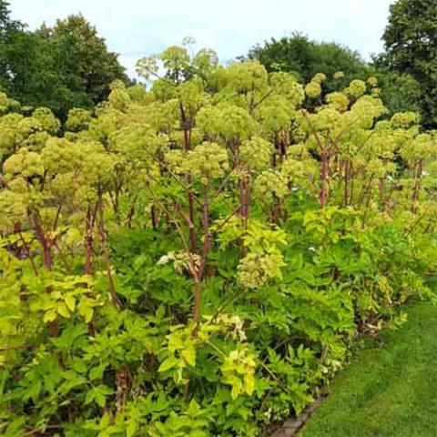 Angelica archangelica (Norwegian angelica) plants