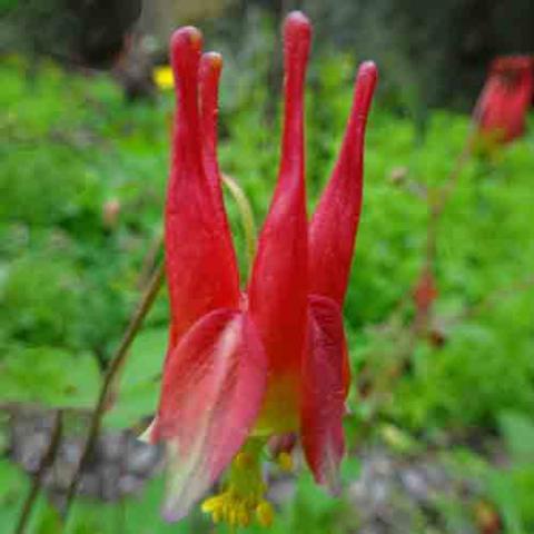 Aquilegia canadensis (Canadian columbine) flower