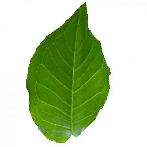 Arisaema triphyllum (Jack-in-the-Pulpit) leaf
