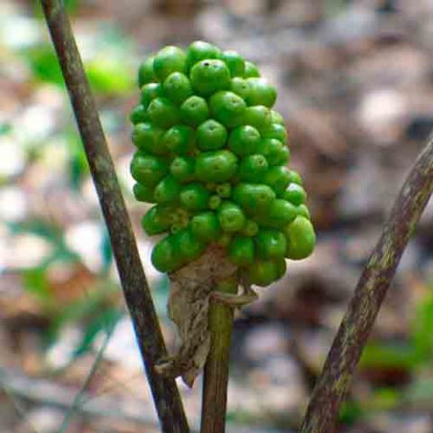 Arisaema triphyllum (Jack-in-the-Pulpit) fruit