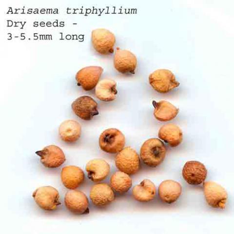 Arisaema triphyllum (Jack-in-the-Pulpit) seeds