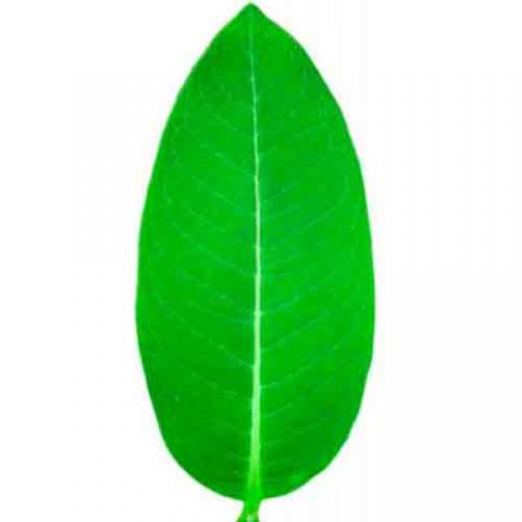 Asclepias syriaca (Broadleaf milkweed) leaf