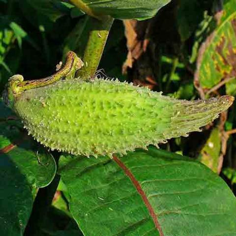 Asclepias syriaca (Broadleaf milkweed) seed pod