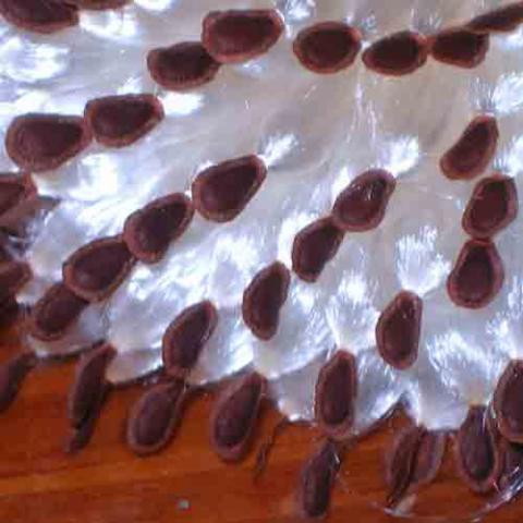 Asclepias syriaca (Broadleaf milkweed) seeds