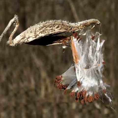 Asclepias syriaca (Broadleaf milkweed) seed pod