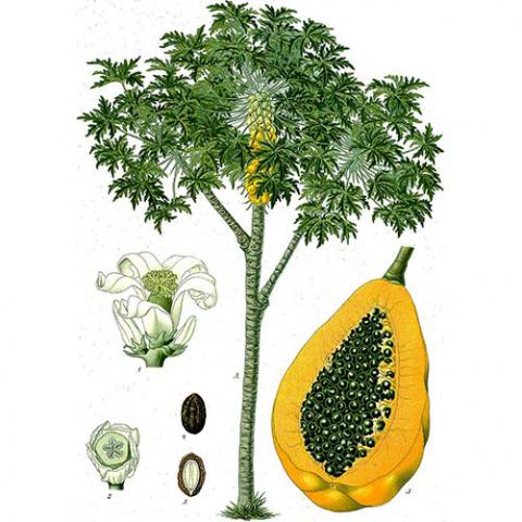 Carica papaya (Papaya) illustration