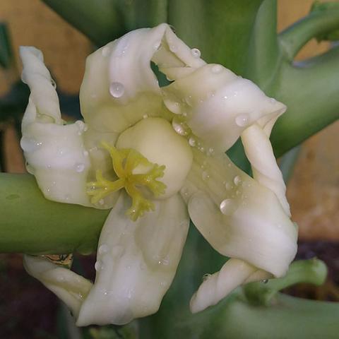 Carica papaya (Papaya) flower