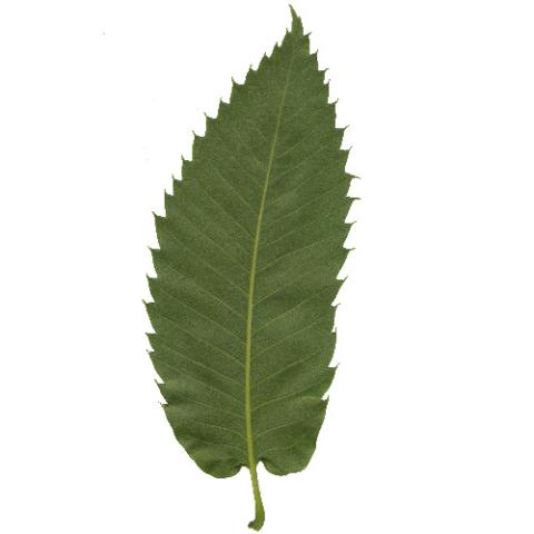 Castanea dentata (American chestnut) leaf