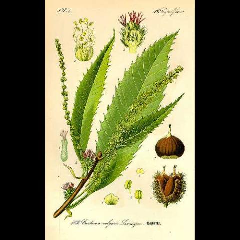 Castanea dentata (American chestnut) illustration